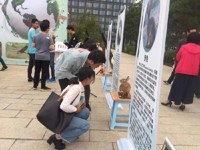 沣西新城有关负责人表示,要通过学生引导其家庭成员乃至全民牢固树立保护野生动物的意识,积极支持和参与野生动物保护工作;各相关部门要通力协作,切实加大野生动物保护工作的宣传力度,形成野生动物保护齐抓共管的良好格局;农林水利局要切实履行职责,做好野生动物的监测和保护工作,对非法猎捕、运输、食用野生动物的行为进行严厉打击。 活动当日,共展出野生动物标本6件,宣传展板9块,发放宣传资料1000余份,参与人员达到500余人。