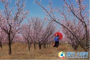 2018父亲美榆阳?杏树文皓旅游系列活触动浩瀚展触动