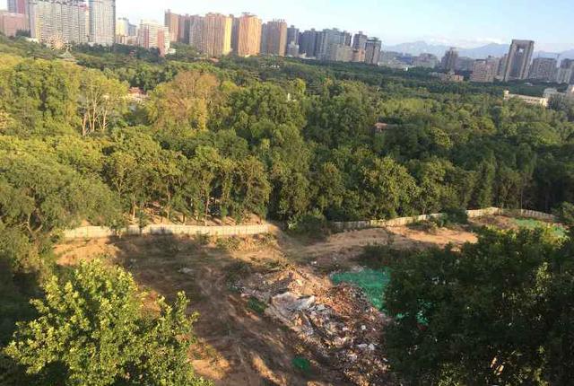 西安兴庆公园大片树林消失 园方：为配合改造