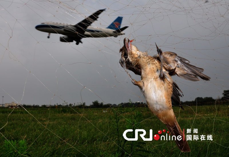 西安咸阳机场一架飞机起飞时遭遇鸟击(组图)