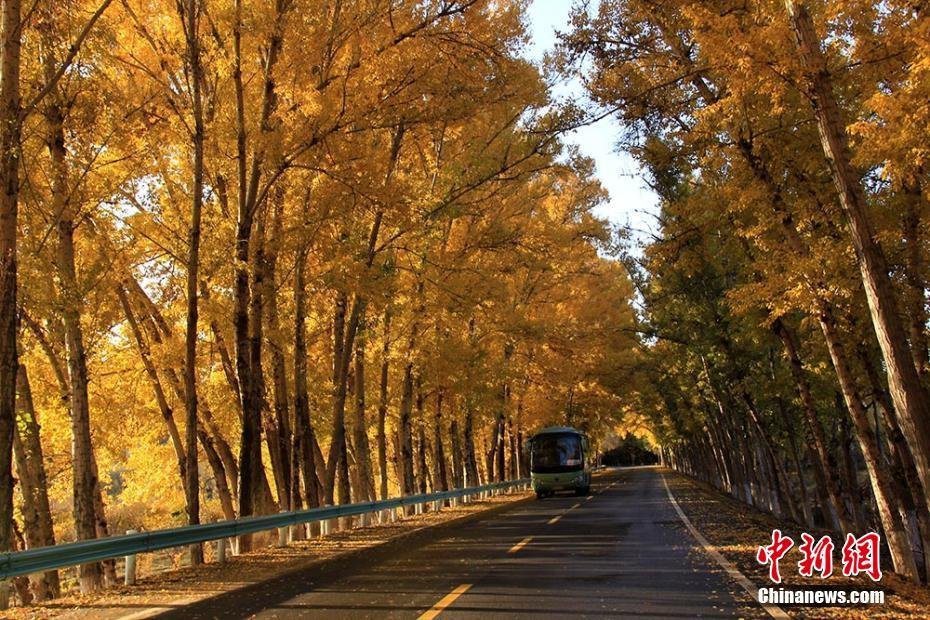 新疆天山天池景区旅游公路变"金色大道"