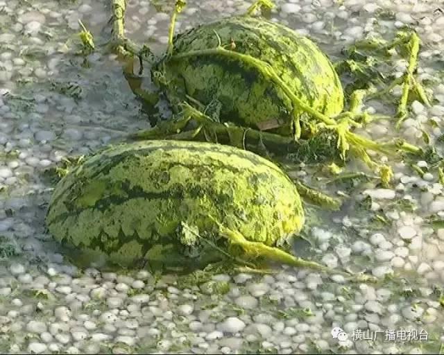 横山4个乡镇遭受冰雹袭击 1.5万亩庄稼绝收