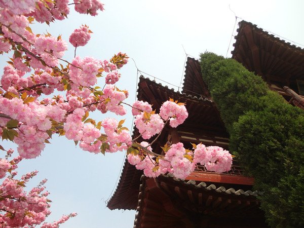 其中青龙寺的樱花以历史最为悠久,品种最为繁盛,品相最为高雅而称霸于