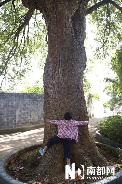 樟树市有多少人口_樟树有多少人口