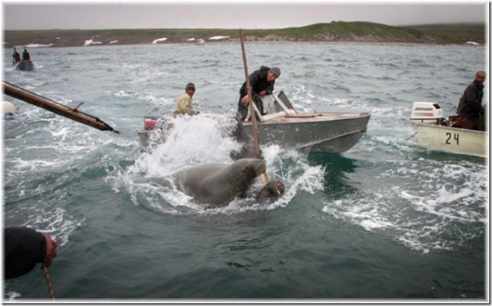 极北寒地茹毛饮血的原始生活