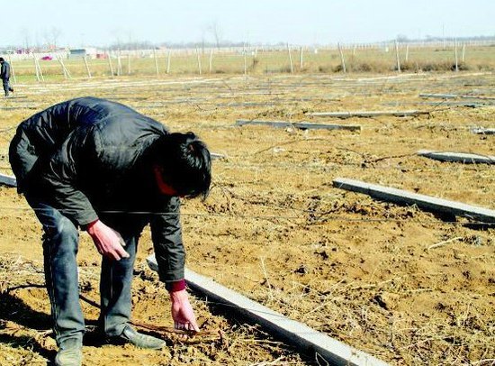 果农投资20万建成20亩葡萄园 50天内被毁两次
