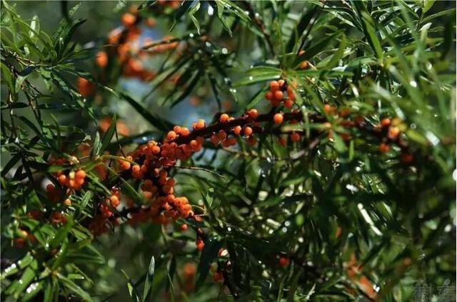 中国的环保煤炭来自哪 怎么成了"香饽饽"