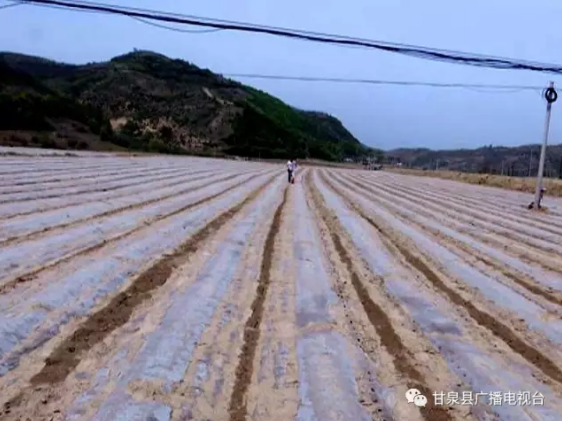 甘泉县引进10种杂粮新品种 种植面积已达3万亩