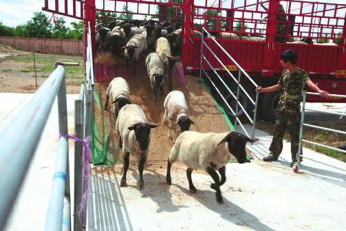 1500只澳洲种羊来泾阳做“女婿” 最贵种羊价值27万