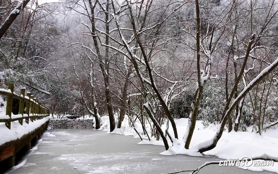 宁强银装素裹雪树银花现奇观 美轮美奂如仙境 _大秦