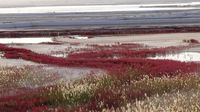 秒杀茶卡!定边竟然还藏着这么美的盐湖生态群