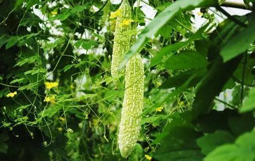 比如,苦瓜中的苦瓜苷有降血糖的功效;芹菜中的芹菜苷有降血压的作用