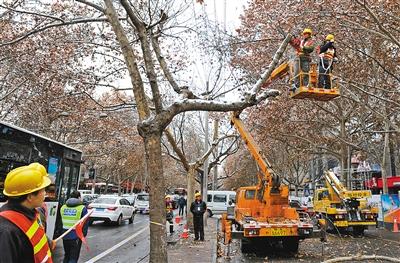 西安友谊路448棵梧桐树昨天为地铁建设搬家
