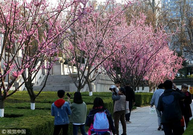 西安鲜花盛开 市民游客踏青赏花