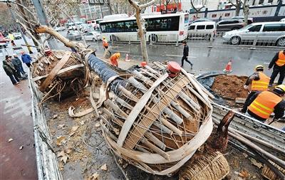 西安友谊路448棵梧桐树昨天为地铁建设搬家
