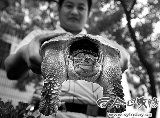 贵阳汽车文化节 婐女吻鳄图片