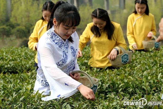 陜西春茶陸續(xù)進(jìn)入采摘期 明前漢中仙毫一斤千元左右