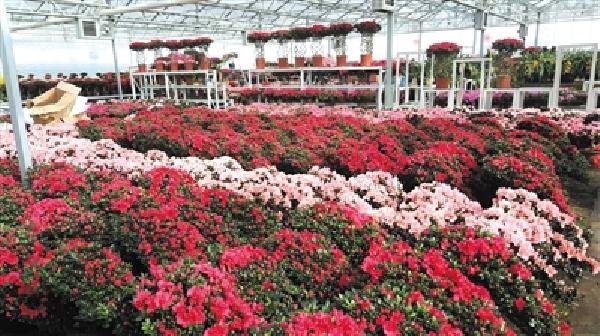 年叁什碰下情侣节 新春天什父亲花市舆地图新鲜出产炉