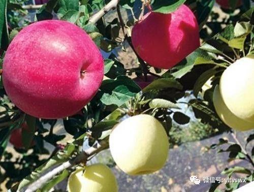 国内首个自主知识产权苹果品种产业协作组织成