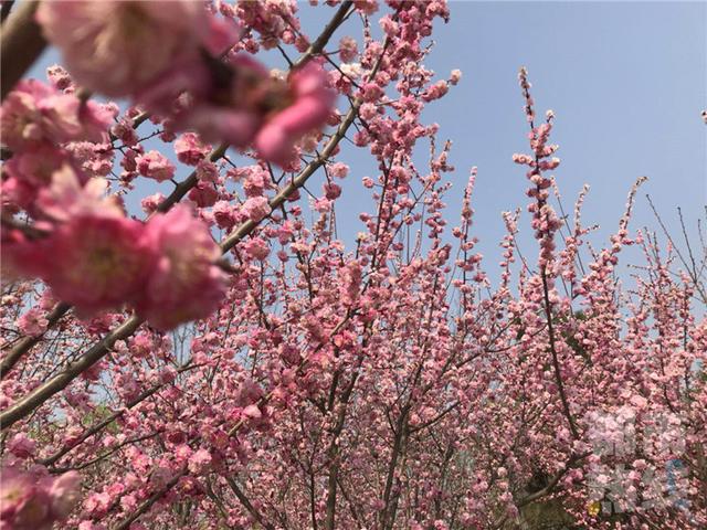 西安春日赏花好去处浐灞湿地公园春意盎然