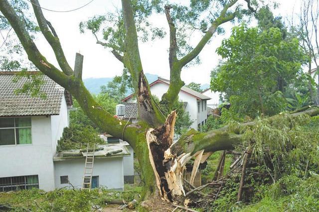 勉县500年古树遭暴雨侵袭断裂 专家紧急排险