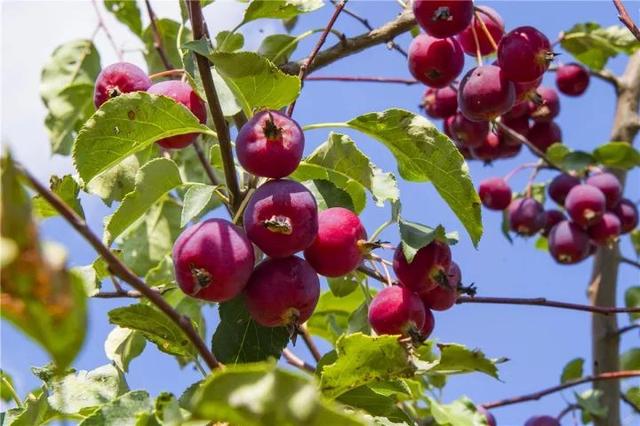 府谷美景美食大集锦 你想要的全都在这儿啦_大秦网_腾讯网