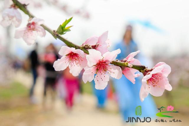 市民赏花观景好去处 2018渭南华州赤水桃花节