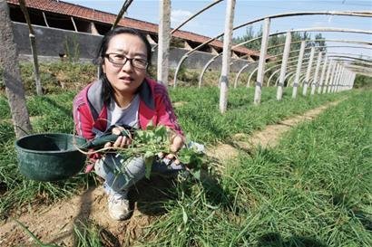 大学女教师辞职种菜养猪