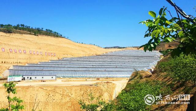 清涧大棚种植充分利用 四荒 资源 蔬菜种植撑起