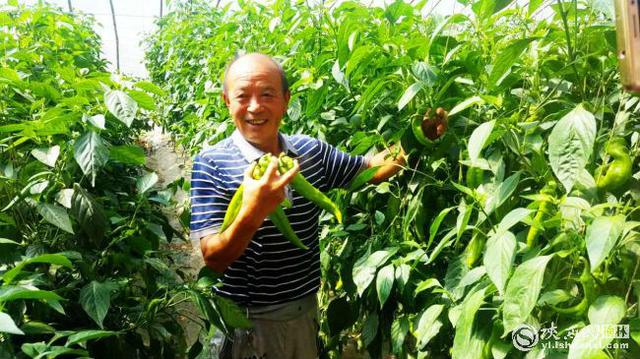 清涧大棚种植充分利用 四荒 资源 蔬菜种植撑起