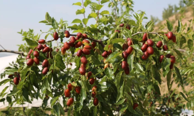 九月枣儿红 一起到延川去摘枣