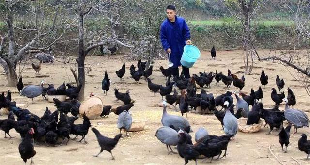 咸阳一大学生回乡创业当鸡司令打造乌鸡品牌