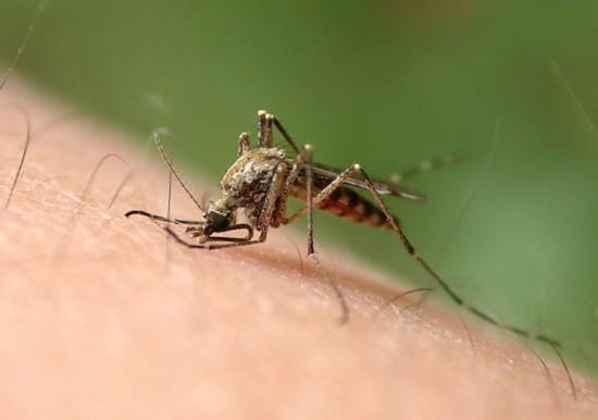 【焦点】如何预防蚊虫叮咬,被叮咬后怎么办?(