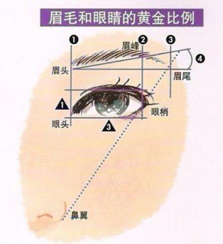 眉毛和眼睛的黄金比例