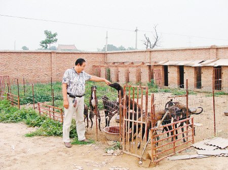 格力犬排行_世界上跑得最快的狗,格力犬奔跑时速最高可达70公里