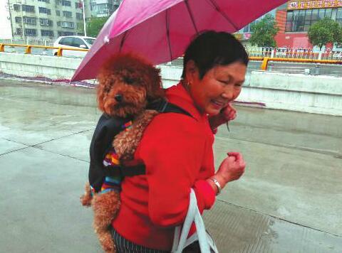 咸陽老人雨天打傘背著寵物狗逛早市