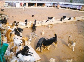 400流浪狗面临断粮 多只从肉贩手中救下(图)