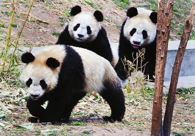 陕西大熊猫保护区达16个 种群密度居全球之首