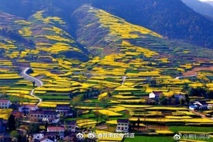 永利高备用网址:汉中南郑最美油菜花海(组图)