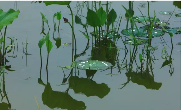 延安十里荷花 南泥湾湿地公园百亩荷花盛开