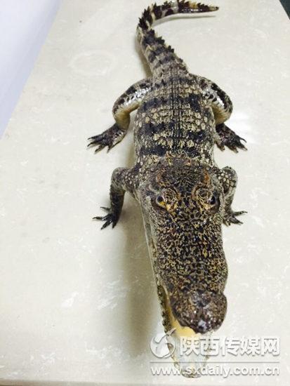 西安咸阳机场口岸首次截获违规入境鳄鱼标本