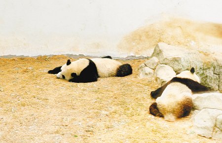 “世园动物”乐享凉爽 大熊猫入睡憨态可掬_大秦网_腾讯网