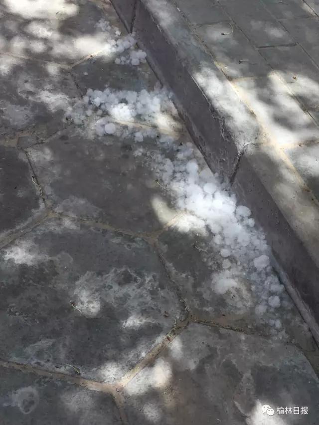 大风起柳絮飞 榆林城区绿化树将逐步取消杨柳