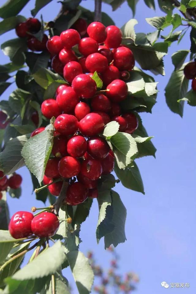 安塞区种植樱桃2000亩 预计3年产值达到1.2亿