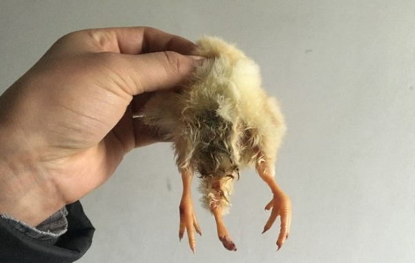 咸阳市民发现三只脚的小鸡 疑为畸形种蛋孵出