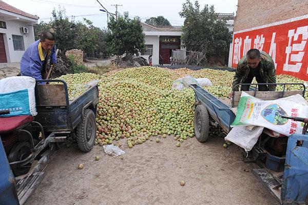 天旱果农歉收, 500斤落果卖了161元 果农王保卫卖落果记