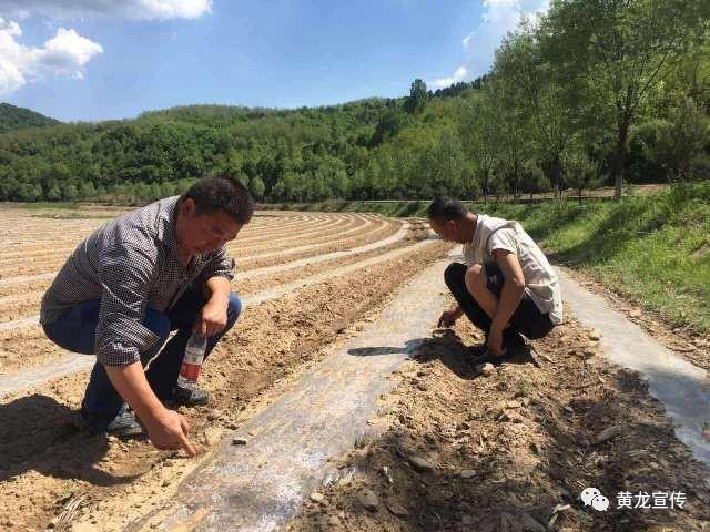 黄龙建立千亩高粱种植基地 目前长势良好