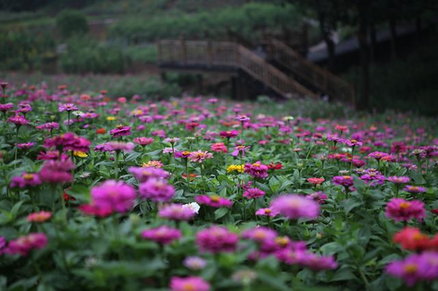 国庆豫西大峡谷美食节和观瀑节开幕 百草园免门票