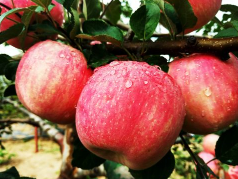 志丹全县苹果挂果面积突破10万亩 产值超2亿