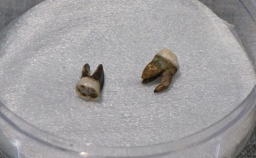 隋炀帝墓135件文物首亮相 展出杨广2颗牙(图)